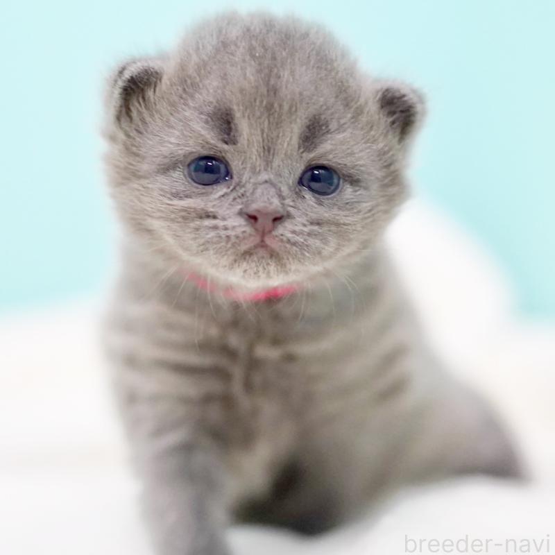 販売中の東京都のサイベリアン-139555の8枚目