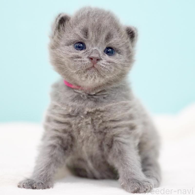 販売中の東京都のサイベリアン-139555の7枚目