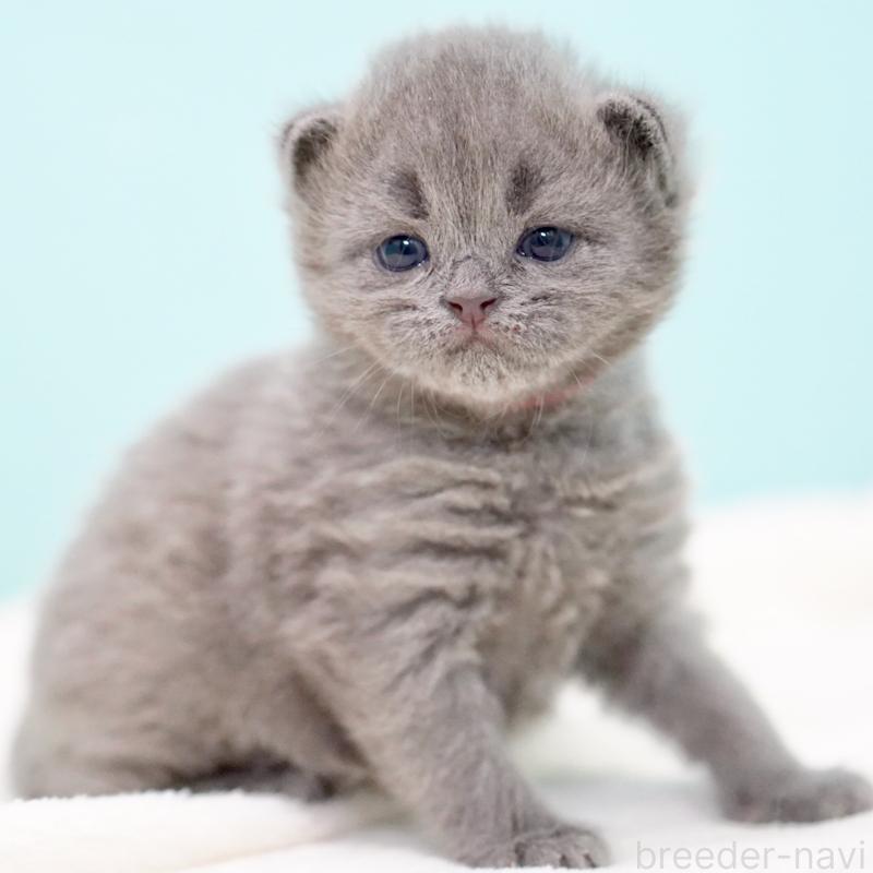 販売中の東京都のサイベリアン-139555の6枚目