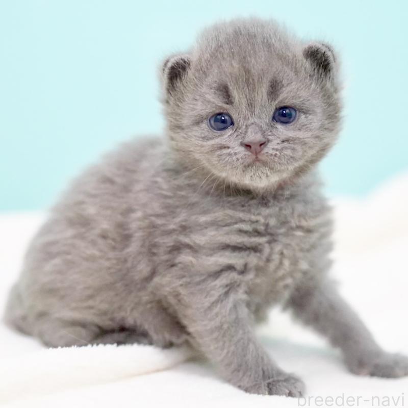 販売中の東京都のサイベリアン-139555の5枚目