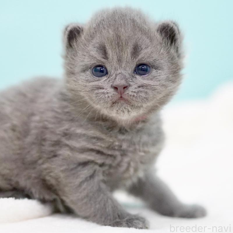 販売中の東京都のサイベリアン-139555の4枚目