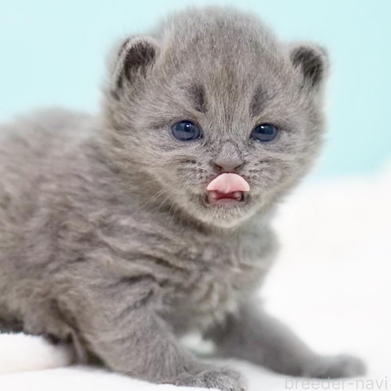 販売中の東京都のサイベリアン-139555の3枚目