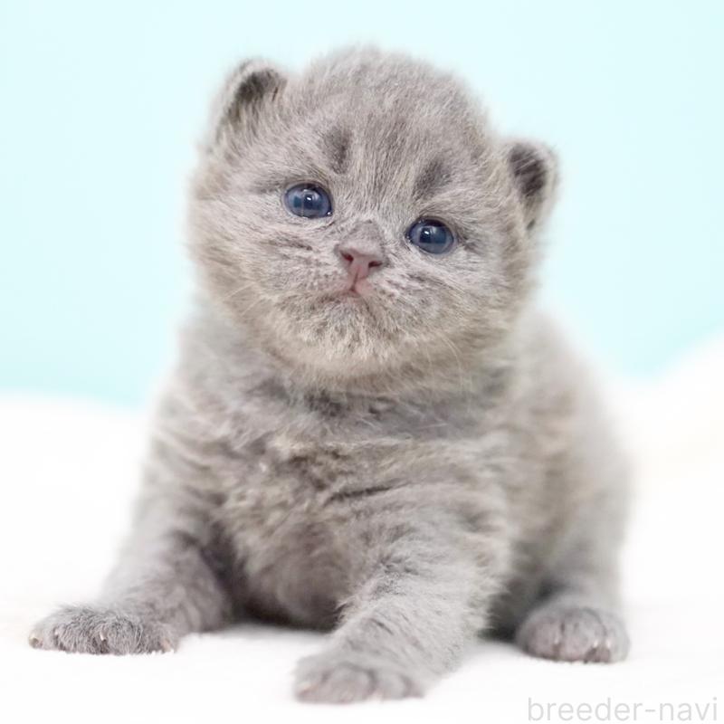 販売中の東京都のサイベリアン-139555の2枚目