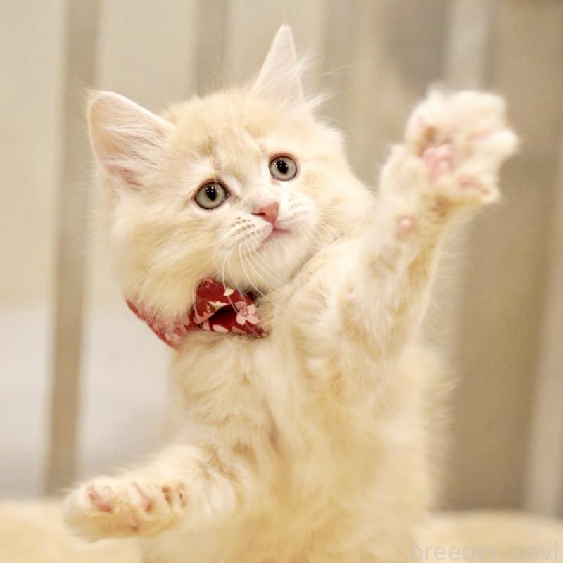 販売中の東京都のサイベリアン-137257