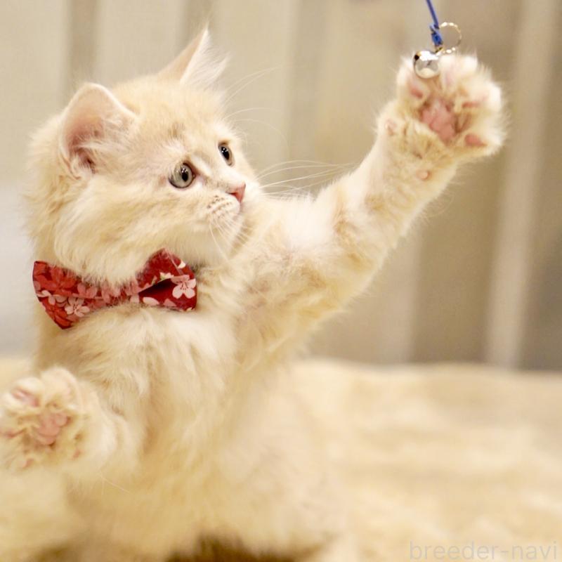 販売中の東京都のサイベリアン-137257の15枚目