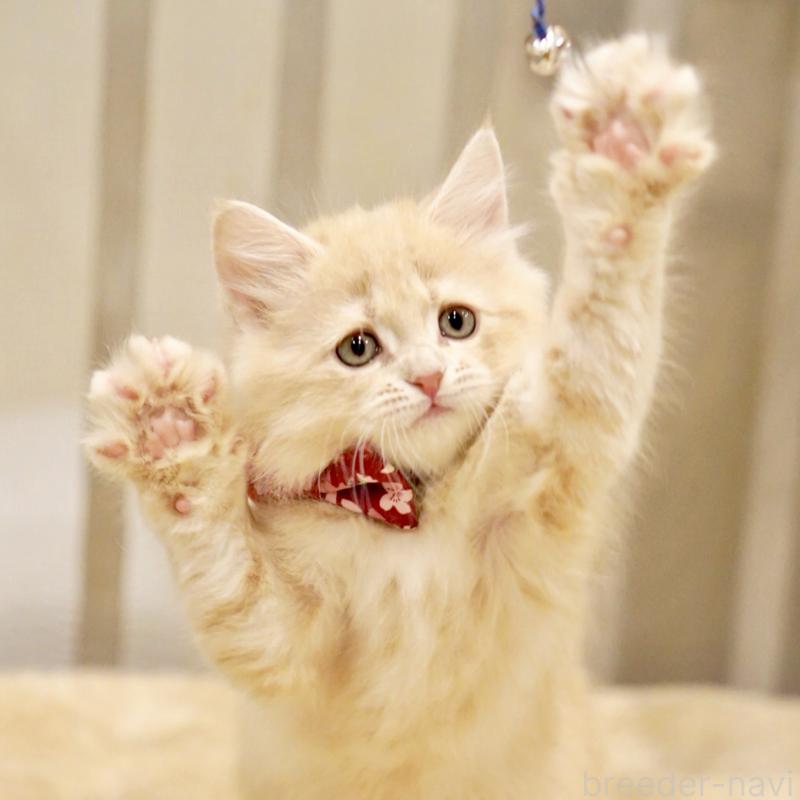 販売中の東京都のサイベリアン-137257の14枚目