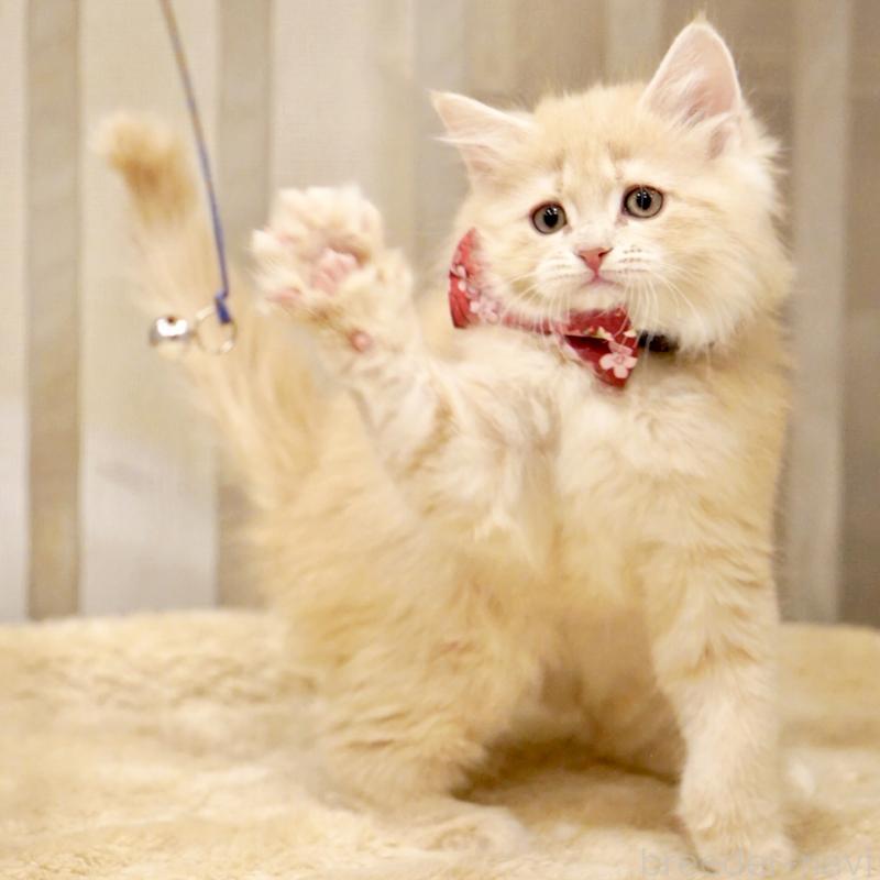 販売中の東京都のサイベリアン-137257の13枚目