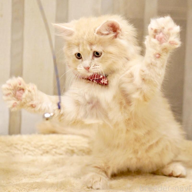 販売中の東京都のサイベリアン-137257の12枚目