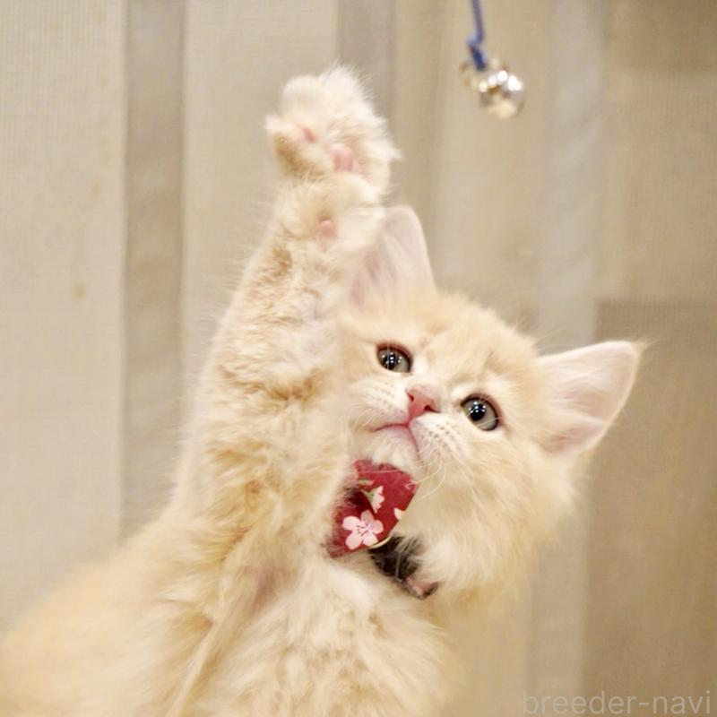 販売中の東京都のサイベリアン-137257の11枚目