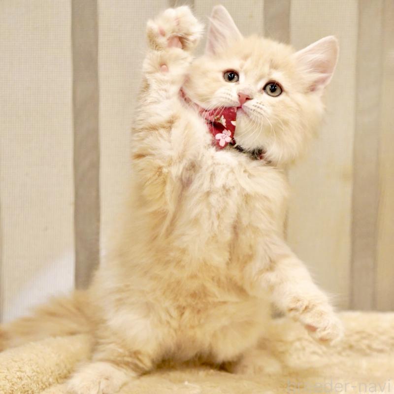 販売中の東京都のサイベリアン-137257の10枚目