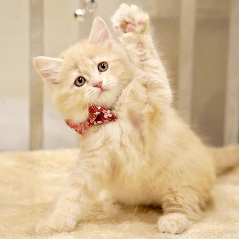 販売中の東京都のサイベリアン-137257の9枚目