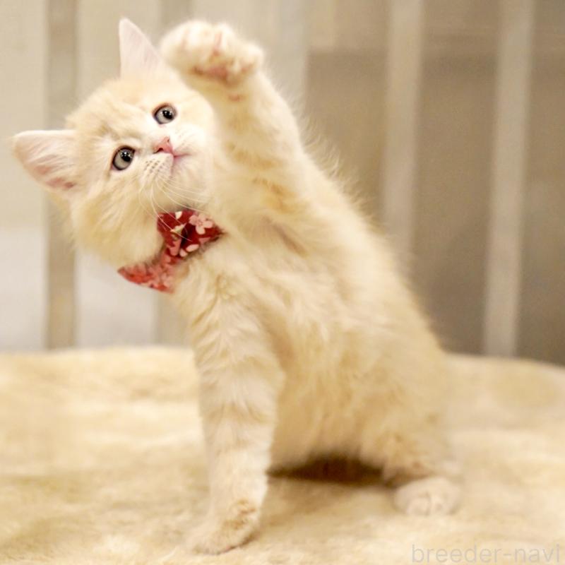 販売中の東京都のサイベリアン-137257の8枚目