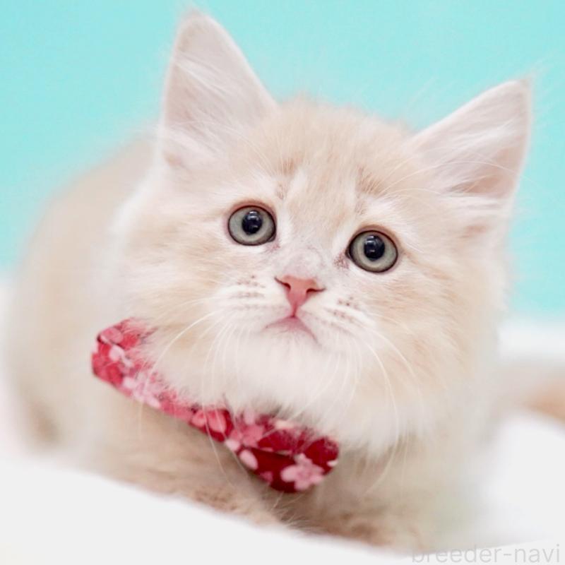 販売中の東京都のサイベリアン-137257の7枚目