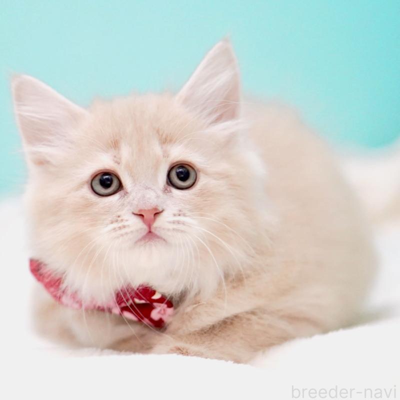 販売中の東京都のサイベリアン-137257の6枚目