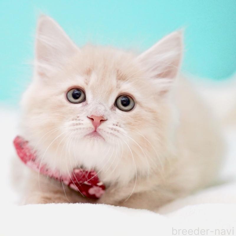 販売中の東京都のサイベリアン-137257の5枚目