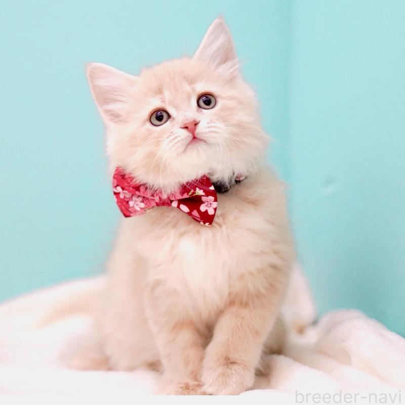 販売中の東京都のサイベリアン-137257の4枚目