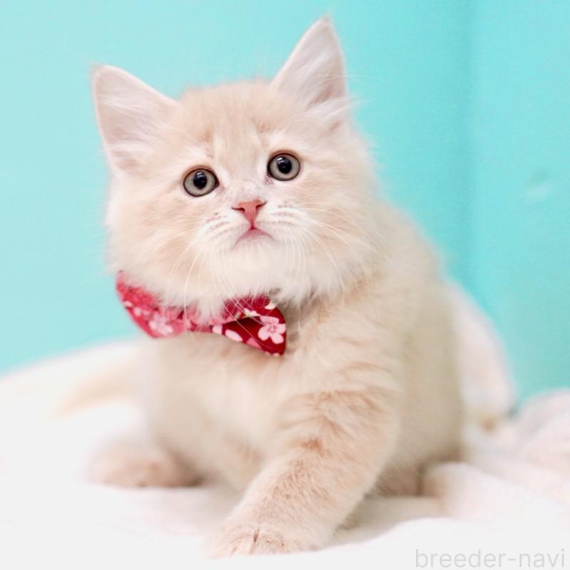 販売中の東京都のサイベリアン-137257の3枚目