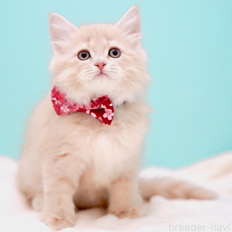 販売中の東京都のサイベリアン-137257の2枚目