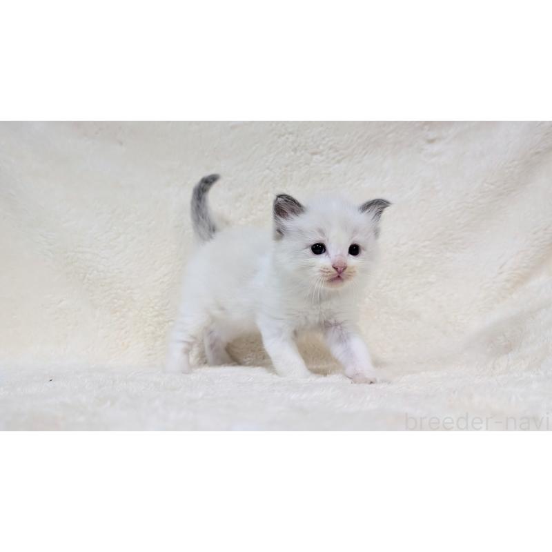 販売中の宮城県のラグドール-139556の9枚目