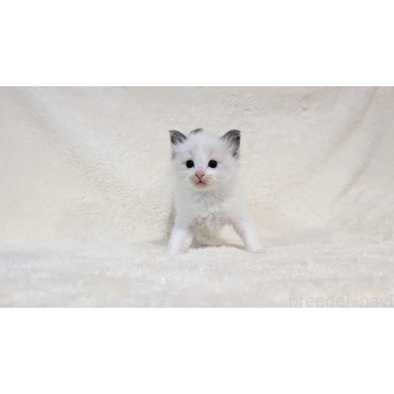 販売中の宮城県のラグドール-139556の8枚目