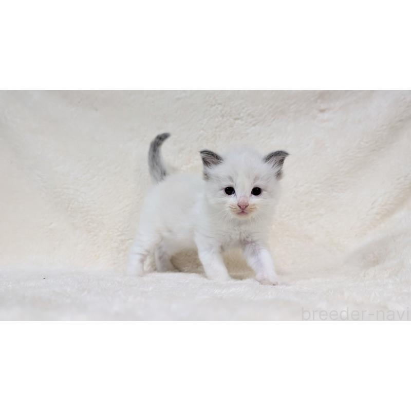 販売中の宮城県のラグドール-139556の7枚目