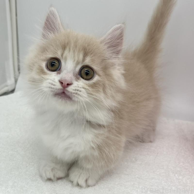 販売中の愛知県のミヌエット(短足)-139647