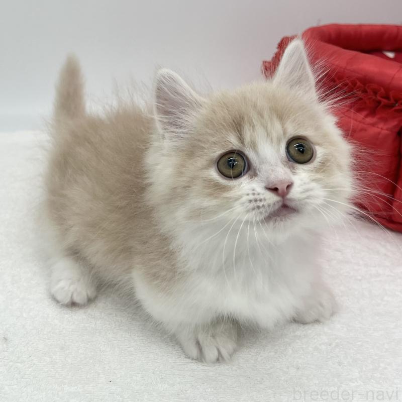 販売中の愛知県のミヌエット(短足)-139647の5枚目