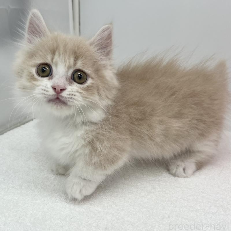 販売中の愛知県のミヌエット(短足)-139647の4枚目