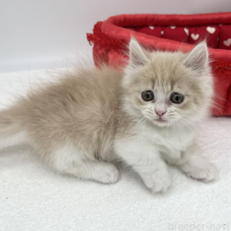 販売中の愛知県のミヌエット(短足)-139647の2枚目