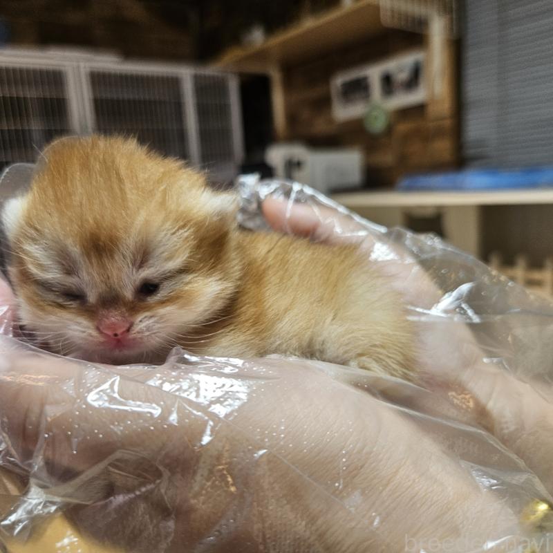 販売中の三重県のブリティッシュショートヘア-139648の7枚目