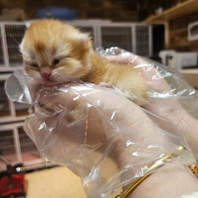 販売中の三重県のブリティッシュショートヘア-139648の6枚目