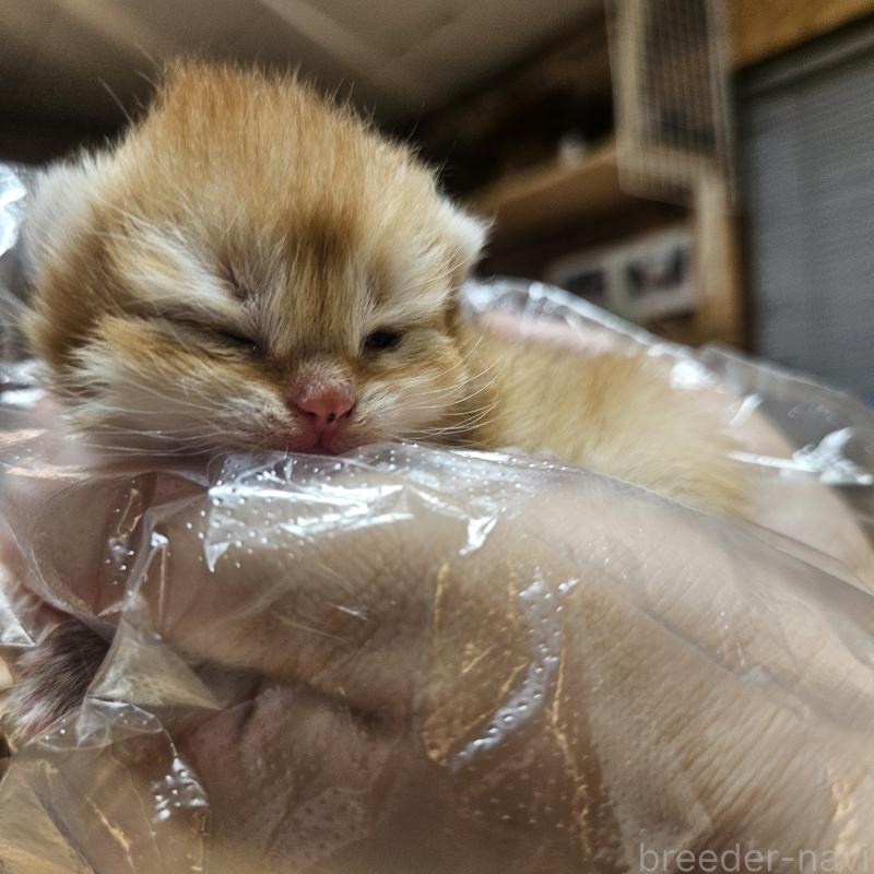 販売中ののブリティッシュショートヘア-139648