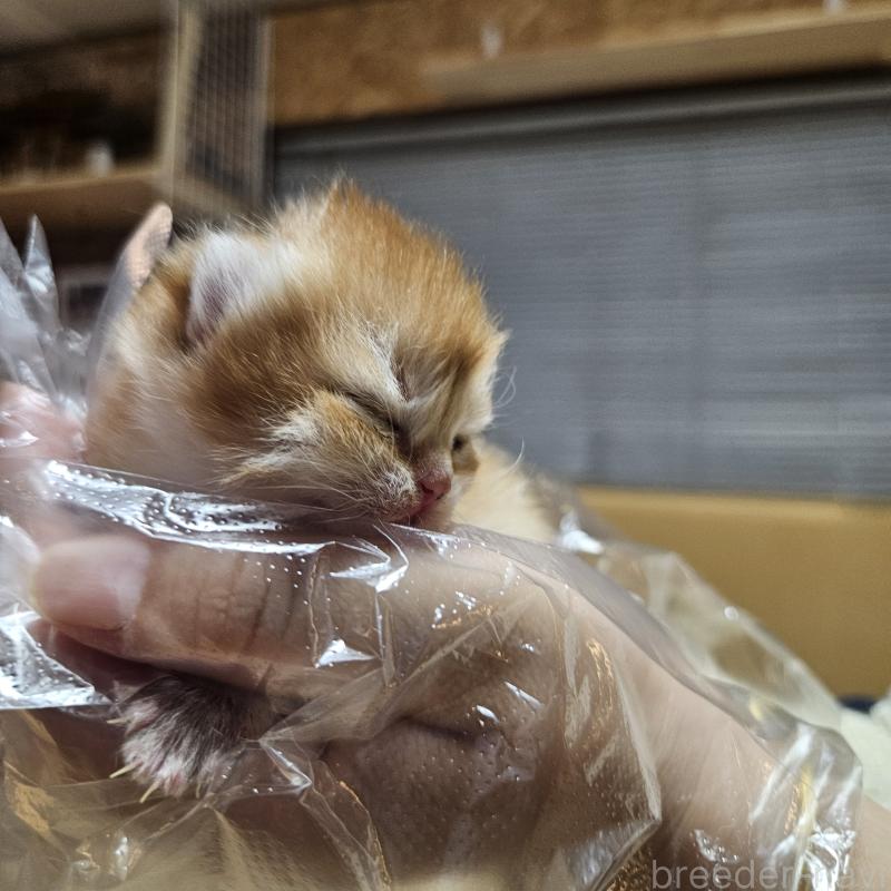 販売中の三重県のブリティッシュショートヘア-139648の5枚目