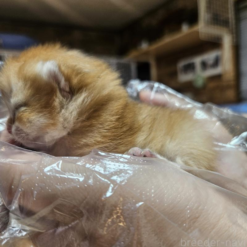 販売中の三重県のブリティッシュショートヘア-139648の4枚目