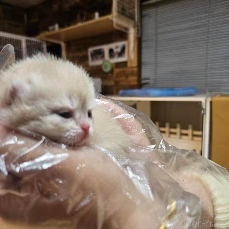 販売中の三重県のブリティッシュショートヘア-139650の8枚目