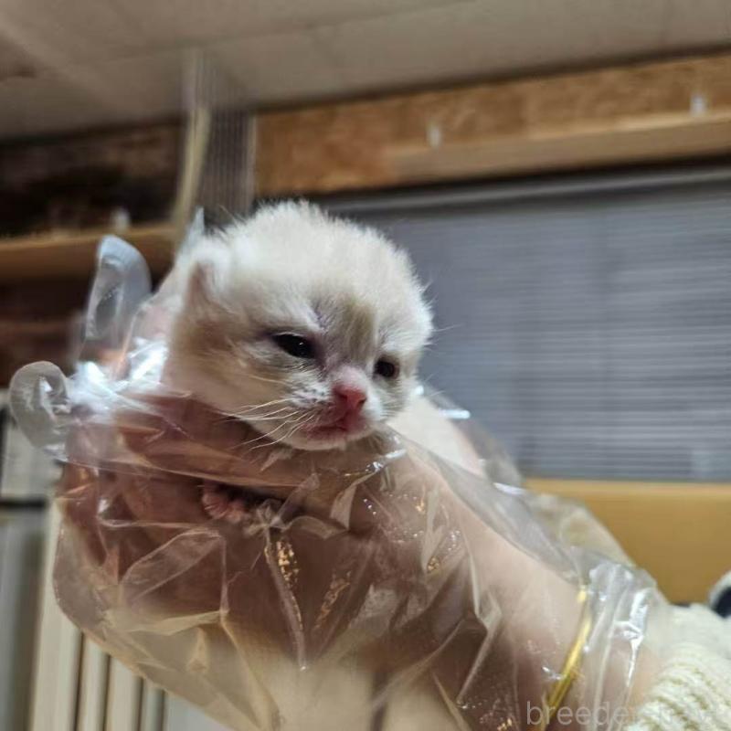 販売中の三重県のブリティッシュショートヘア-139650の7枚目