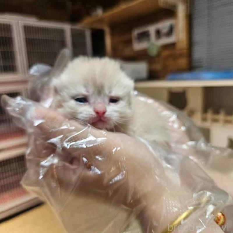 販売中の三重県のブリティッシュショートヘア-139650