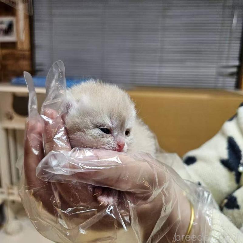 販売中の三重県のブリティッシュショートヘア-139650の5枚目