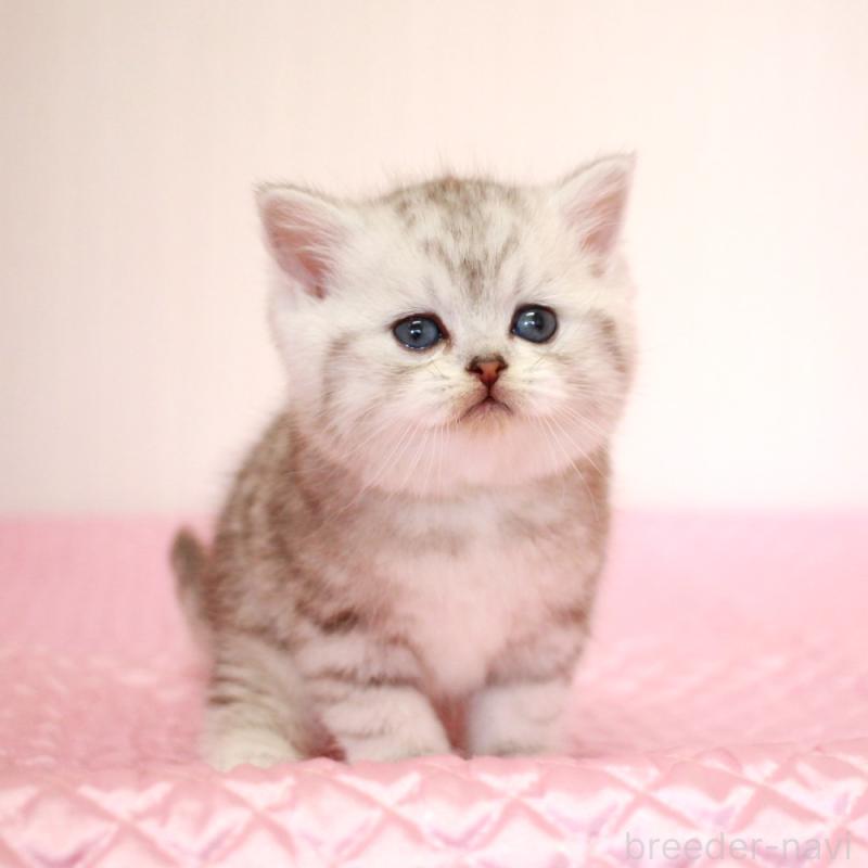 販売中の福岡県のミヌエット-139649の8枚目