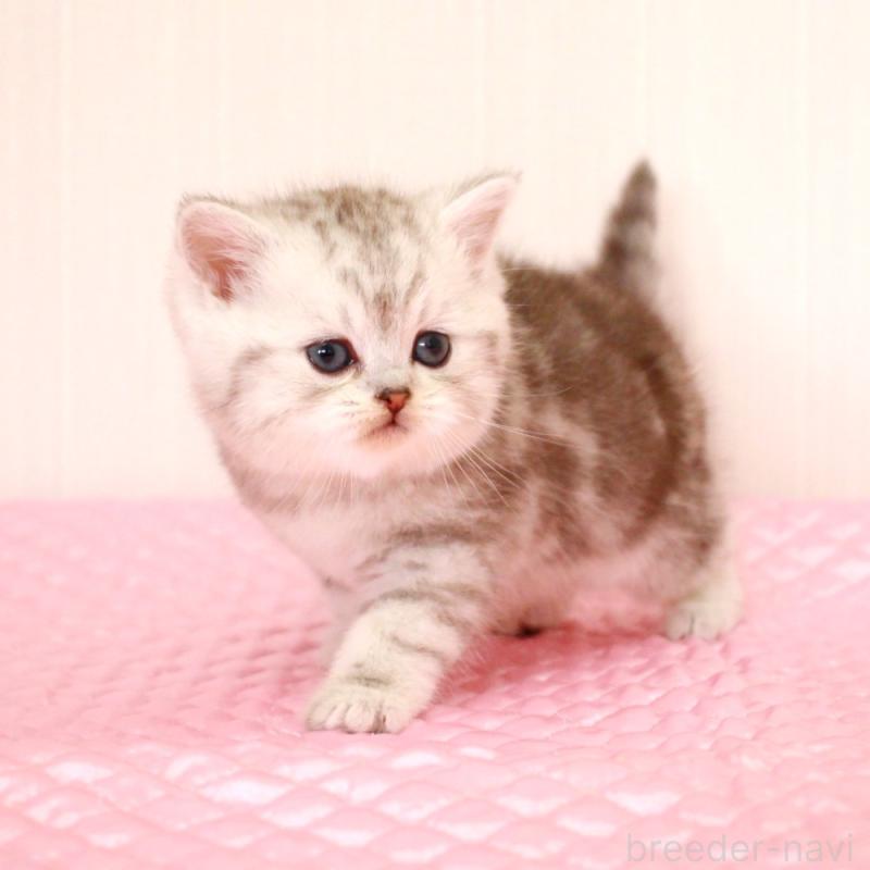 販売中の福岡県のミヌエット-139649の1枚目