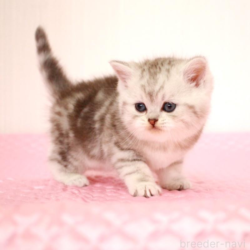 販売中の福岡県のミヌエット-139649の7枚目