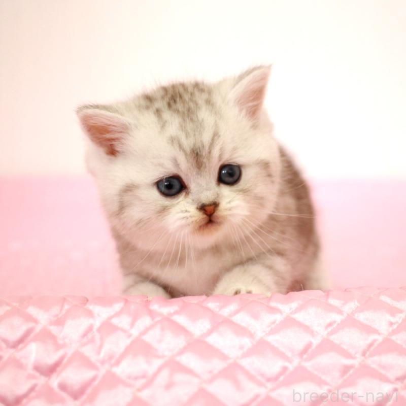 販売中の福岡県のミヌエット-139649の6枚目