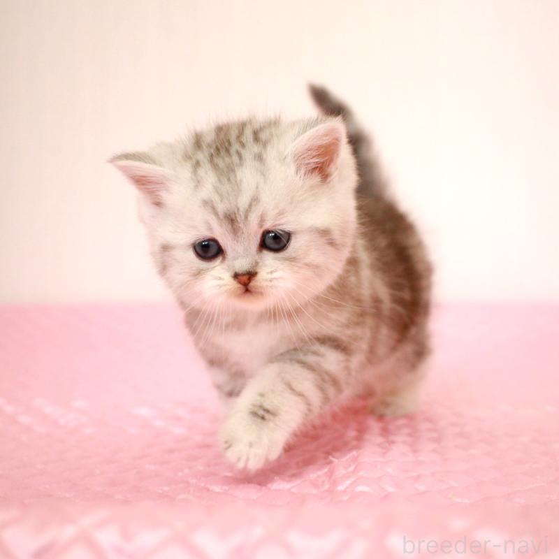 販売中の福岡県のミヌエット-139649の5枚目