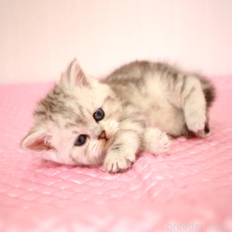 販売中の福岡県のミヌエット-139649の4枚目