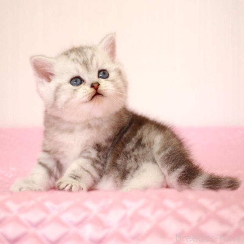 販売中の福岡県のミヌエット-139649の3枚目