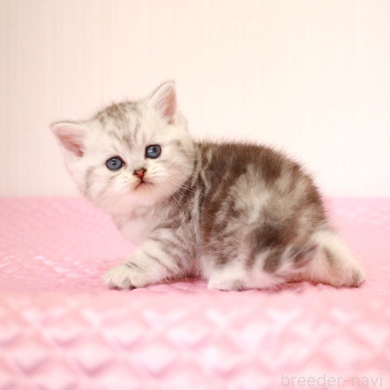 販売中の福岡県のミヌエット-139649の2枚目