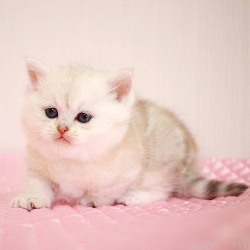 販売中の福岡県のミヌエット(短足)-139651の9枚目