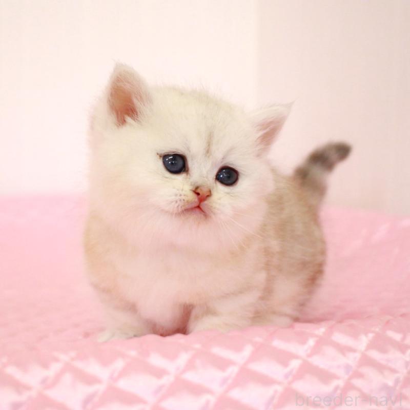 販売中の福岡県のミヌエット(短足)-139651の8枚目