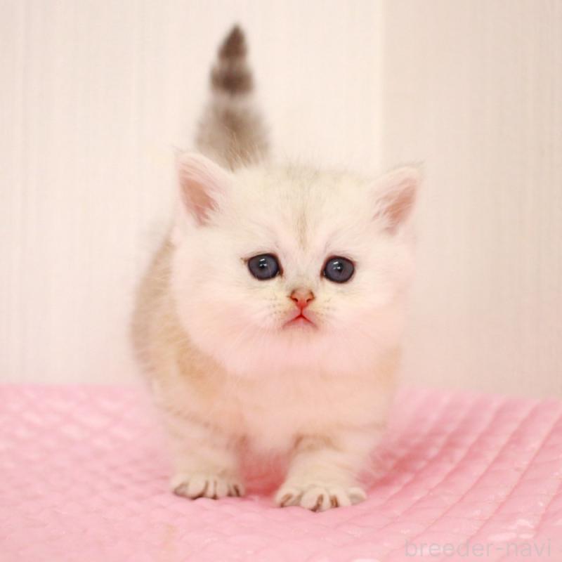 販売中の福岡県のミヌエット(短足)-139651の7枚目