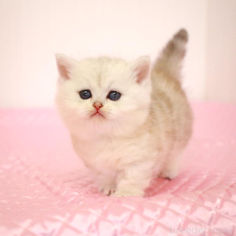 販売中の福岡県のミヌエット(短足)-139651の5枚目